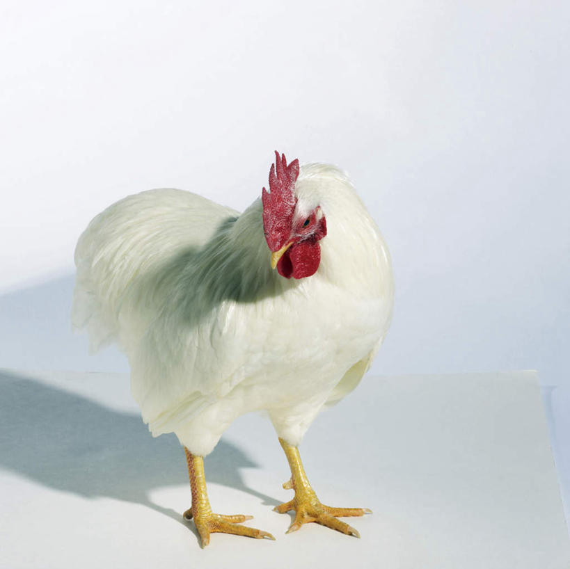 无人,站,横图,室内,白天,白色背景,正面,鸡,阴影,反射,影子,注视,家禽,一只,白色,动物,低头,观察,看,站着,摄影,牲畜,影棚,观看,察看,关注,垂头,站立,彩图,全身,影棚拍摄,拍摄,白洛克鸡