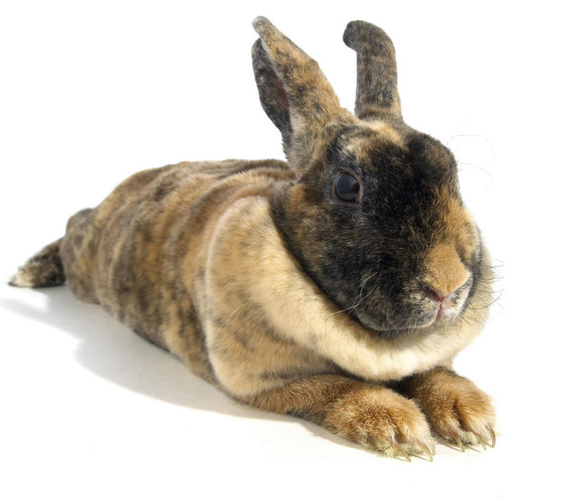 无人,横图,室内,白天,白色背景,侧面,哺乳动物,阴影,反射,兔子,影子,注视,一只,动物,观察,看,趴着,摄影,影棚,观看,兔,察看,关注,趴,彩图,全身,影棚拍摄,拍摄