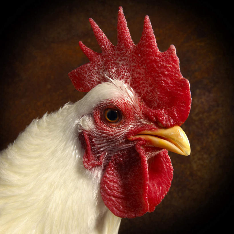 头,无人,站,横图,室内,特写,白天,正面,鸡,阴影,棕色背景,反射,影子,鸡冠,注视,家禽,一只,红色,动物,观察,看,站着,摄影,牲畜,影棚,观看,察看,关注,头部,站立,半身,彩图,影棚拍摄,拍摄,白洛克鸡