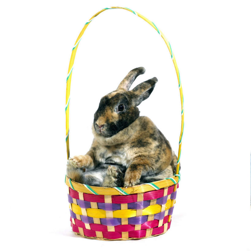 无人,交叉,横图,室内,白天,白色背景,正面,竹子,哺乳动物,阴影,竹制,编织,反射,兔子,篮子,影子,注视,一个,一只,动物,竹篮,观察,看,趴着,摄影,影棚,单个,观看,竹条,兔,交织,察看,竹制品,关注,穿插,趴,彩图,全身,影棚拍摄,拍摄