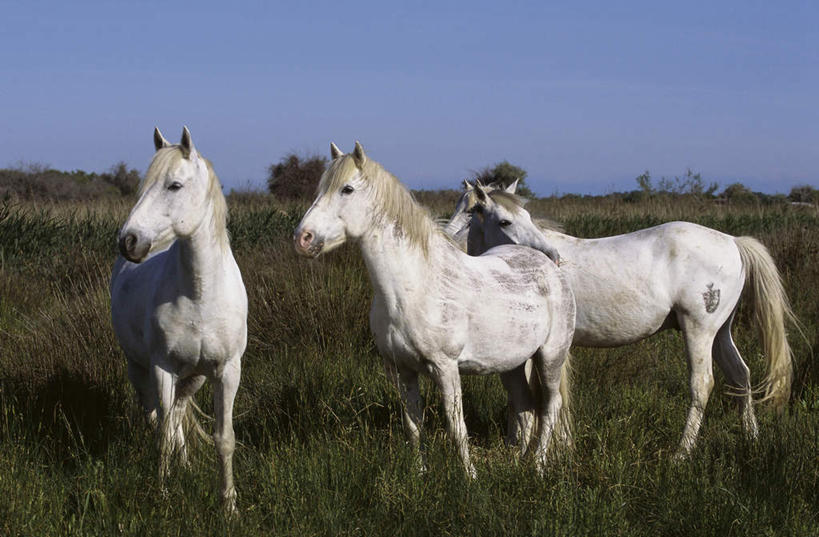 无人,站,横图,室外,白天,正面,草地,草坪,美景,植物,马,野生动物,阴影,光线,影子,景观,注视,草,蓝色,绿色,白色,蓝天,天空,阳光,自然,动物,天,观察,看,站着,景色,运输,牲畜,晴朗,观看,察看,关注,自然风光,三匹,万里无云,晴空,晴空万里,站立,彩图,全身,卡马格马