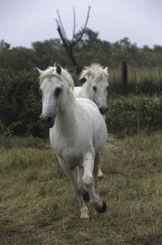 无人,农场,竖图,室外,白天,正面,畜牧业,牧场,草地,草坪,美景,植物,奔驰,景观,注视,草,蓝色,绿色,白色,蓝天,天空,自然,天,奔跑,观察,看,景色,晴朗,观看,察看,两匹,关注,自然风光,畜牧,万里无云,牧业,晴空,晴空万里,彩图,全身,卡马格马