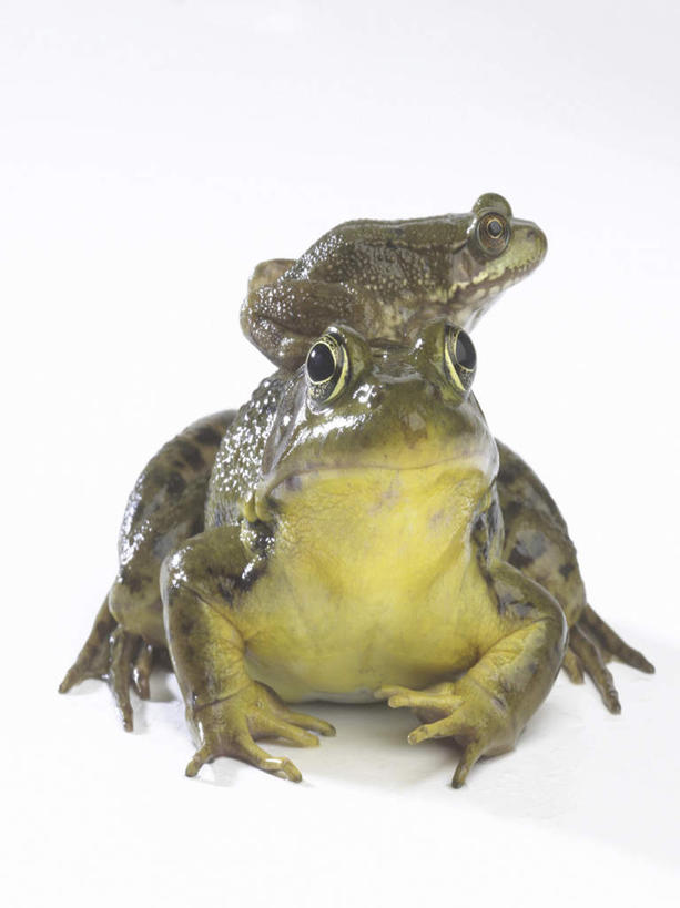 无人,家庭,竖图,室内,白天,白色背景,正面,蟾蜍,野生动物,阴影,反射,影子,注视,动物,观察,看,趴着,两只,温暖,温馨,一家人,摄影,活泼,影棚,观看,和睦,察看,关注,蟾,癞蛤蟆,蛤蟆,趴,彩图,全身,影棚拍摄,拍摄,融洽