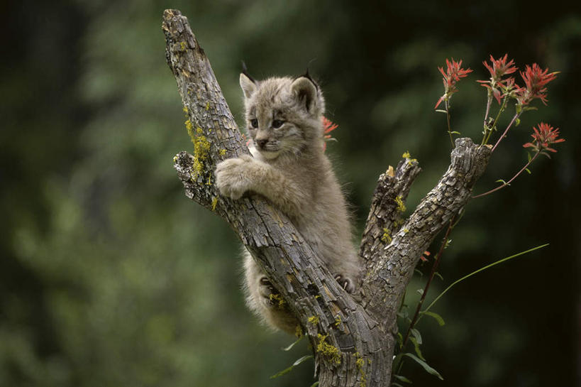 无人,站,横图,室外,白天,正面,美景,植物,哺乳动物,野生动物,握,阴影,朦胧,模糊,盛开,光线,影子,景观,枝条,花蕾,注视,花,花瓣,花朵,鲜花,树,树木,树枝,一只,阳光,自然,动物,花苞,花蕊,观察,看,站着,景色,握着,观看,察看,关注,自然风光,山猫,猞猁,凶猛,林曳,马猞猁,猞猁狲,猞狮,虬枝,枝杈,残暴,凶残,站立,半身,彩图,加拿大猞猁