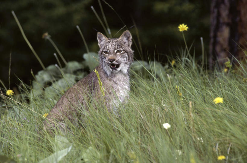 无人,站,横图,室外,白天,正面,草地,草坪,花海,花圃,美景,植物,哺乳动物,野生动物,叶子,加拿大,阴影,盛开,光线,影子,景观,花蕾,注视,草,花,花瓣,花朵,花卉,鲜花,一只,黄色,绿色,阳光,自然,动物,花丛,花束,花田,花苞,花蕊,观察,看,站着,张嘴,景色,观看,察看,北美,北美洲,关注,自然风光,山猫,猞猁,美洲,凶猛,张大嘴巴,北亚美利加洲,亚美利加洲,林曳,马猞猁,猞猁狲,猞狮,残暴,凶残,张开嘴,站立,半身,彩图,加拿大猞猁