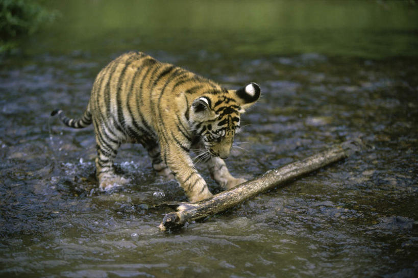 无人,横图,室外,白天,侧面,河流,美景,水,植物,虎,野生动物,握,阴影,飞溅,朦胧,模糊,溅,光线,液体,影子,河水,景观,水滴,水流,枝条,注视,水珠,树,树木,树枝,一只,阳光,自然,动物,低头,观察,看,景色,握着,观看,察看,关注,喷洒,自然风光,凶猛,白虎,虬枝,枝杈,白老虎,残暴,凶残,老虎,彩图,全身