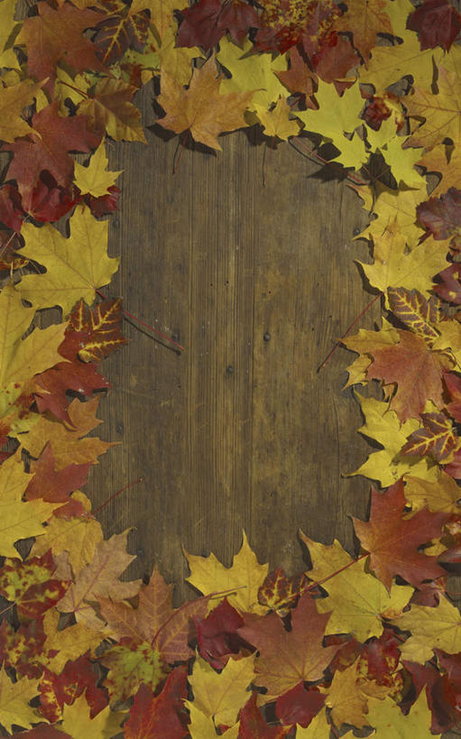 无人,竖图,俯视,室外,特写,白天,秋季,地板,叶子,枫叶,枯叶,落叶,地面,木地板,黄色,红色,枫树叶,叶,叶片,秋,秋天,彩图,高角度拍摄