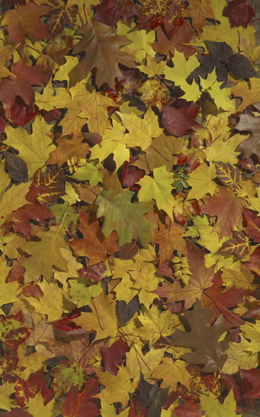 无人,竖图,俯视,室外,特写,白天,美景,秋季,叶子,景观,枫叶,枯叶,落叶,黄色,红色,自然,景色,枫树叶,自然风光,叶,叶片,秋,秋天,彩图,高角度拍摄