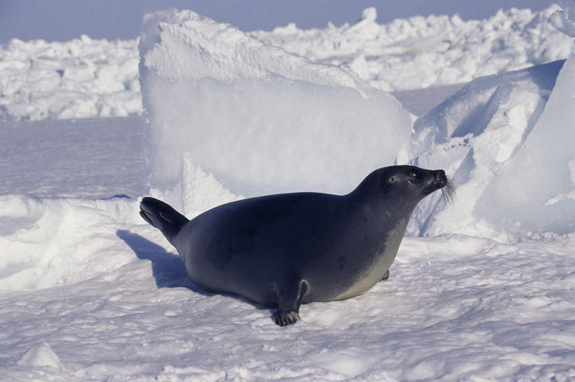 无人,横图,室外,白天,侧面,美景,雪,大雪,哺乳动物,海豹,野生动物,阴影,光线,影子,积雪,景观,雪景,冬季,冬天,注视,一只,阳光,自然,动物,观察,看,趴着,景色,寒冷,可爱,活泼,观看,察看,关注,自然风光,格陵兰海豹,严寒,竖琴海豹,趴,彩图,全身