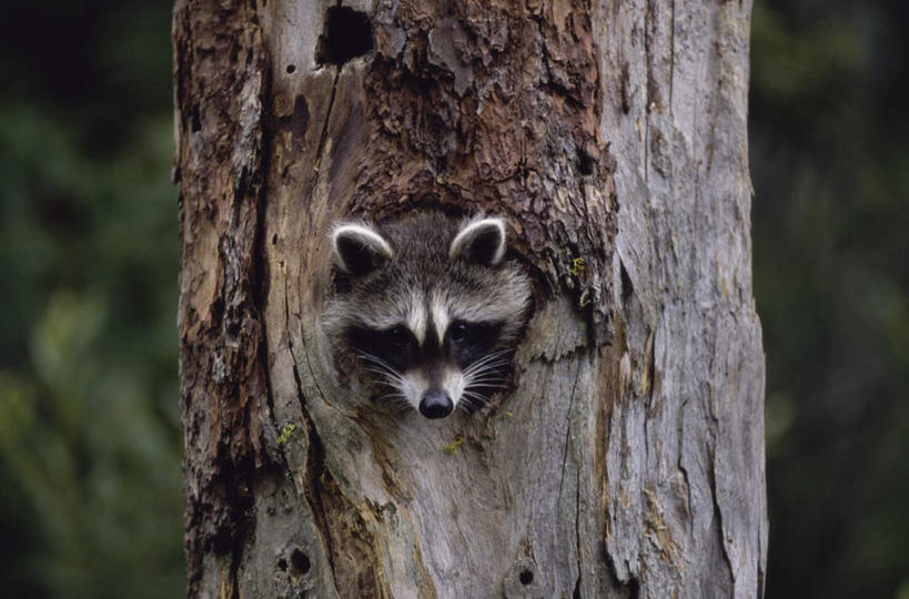 无人,横图,室外,白天,正面,美景,野生动物,阴影,朦胧,模糊,光线,影子,洞,景观,树桩,注视,树,树干,一只,阳光,自然,动物,观察,看,木桩,景色,可爱,洞穴,活泼,观看,察看,关注,自然风光,浣熊,穴,白鼻豿,半身,彩图