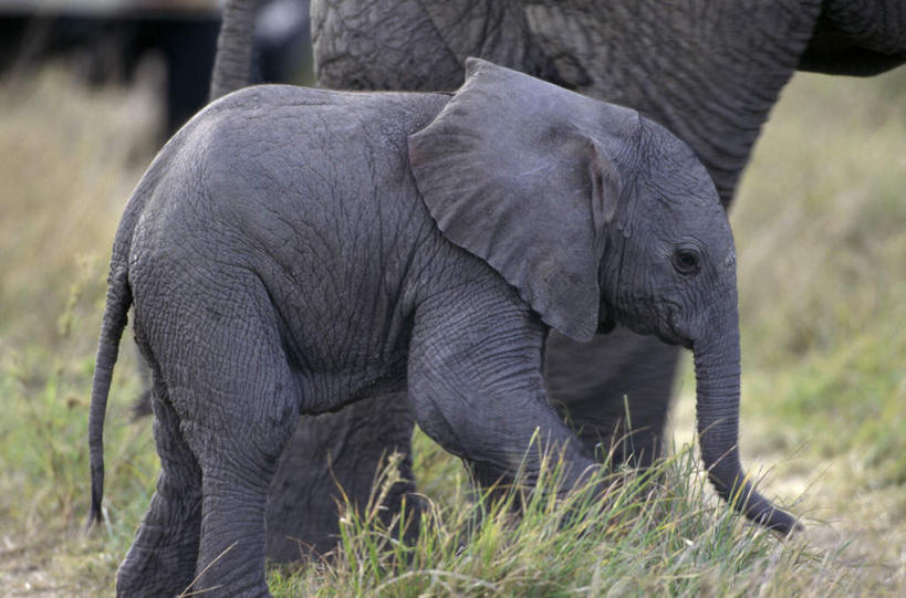 无人,家庭,走,横图,室外,白天,侧面,草地,草坪,美景,植物,哺乳动物,大象,野生动物,非洲,肯尼亚,幼小,两头,阴影,朦胧,模糊,光线,影子,景观,非洲象,草,绿色,阳光,自然,动物,温暖,温馨,一家人,景色,和睦,自然风光,阿非利加洲,肯尼亚共和国,象,步行,散步,走路,半身,彩图,融洽