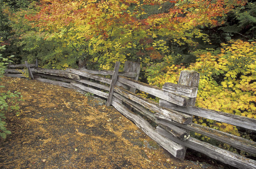 无人,栏杆,横图,室外,白天,正面,旅游,度假,火山,美景,秋季,森林,树林,植物,叶子,华盛顿,美国,阴影,光线,影子,景观,围栏,枯叶,落叶,娱乐,护栏,树,树木,绿色,阳光,自然,享受,休闲,景色,放松,生长,成长,北美,北美洲,自然风光,美洲,华盛顿州,西雅图,雷尼尔山国家公园,瑞尼尔山国家公园,常绿之州,常青州,北亚美利加洲,亚美利加洲,绿宝石城,翡翠之城,雨城,常绿之城,阿拉斯加门户,女王之城,喷气机之城,常青城,叶,叶片,活火山,秋,秋天,彩图