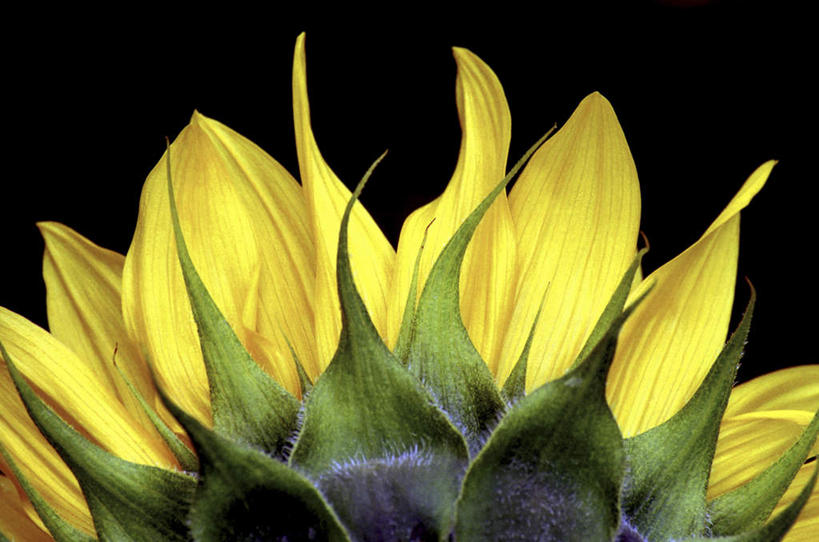 无人,横图,室内,特写,白天,正面,爱情,幸福,太阳,向日葵,黑色背景,盛开,花蕾,花,花瓣,花朵,鲜花,一朵,黄色,花苞,花蕊,摄影,影棚,光辉,沉默,忠诚,勇敢,投缘,爱慕,高傲,朝阳花,葵花,望日莲,向阳花,转日莲,彩图,影棚拍摄,拍摄