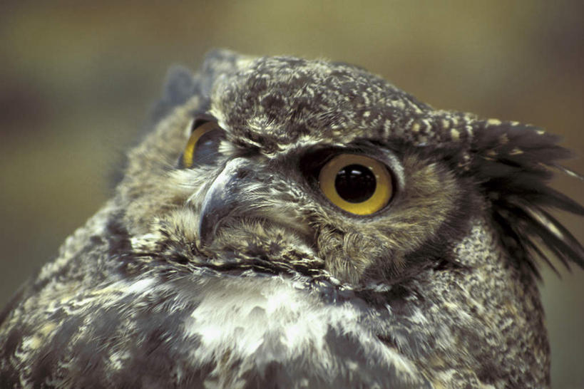 头,无人,横图,室外,特写,白天,正面,美景,猫头鹰,鸟,野生动物,朦胧,模糊,鸟类,景观,注视,一只,灰色,自然,动物,观察,看,景色,观看,察看,关注,自然风光,凶猛,大雕鸮,残暴,凶残,头部,鸮,枭,半身,彩图