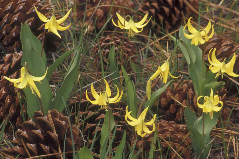 无人,横图,俯视,室外,特写,白天,幸福,美景,叶子,朦胧,模糊,盛开,景观,坚果,果实,绿叶,松果,花蕾,花,花瓣,花朵,鲜花,黄色,自然,干果,花苞,花蕊,嫩叶,菊花,景色,优雅,纤细,松塔,自然风光,矢车菊,忠诚,再生,蓝芙蓉,荔枝菊,思念,热爱,叶,叶片,彩图,高角度拍摄