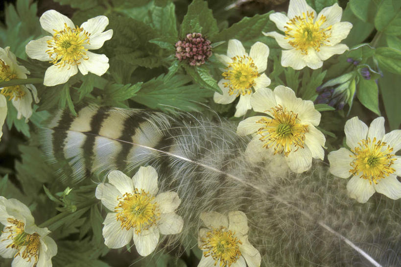 无人,横图,俯视,室外,特写,白天,美景,叶子,朦胧,模糊,盛开,景观,绿叶,花蕾,花,花瓣,花朵,鲜花,黄色,白色,自然,花苞,花蕊,嫩叶,景色,自然风光,地球花,红绣球,火球花,网球花,血百合,叶,叶片,彩图,高角度拍摄