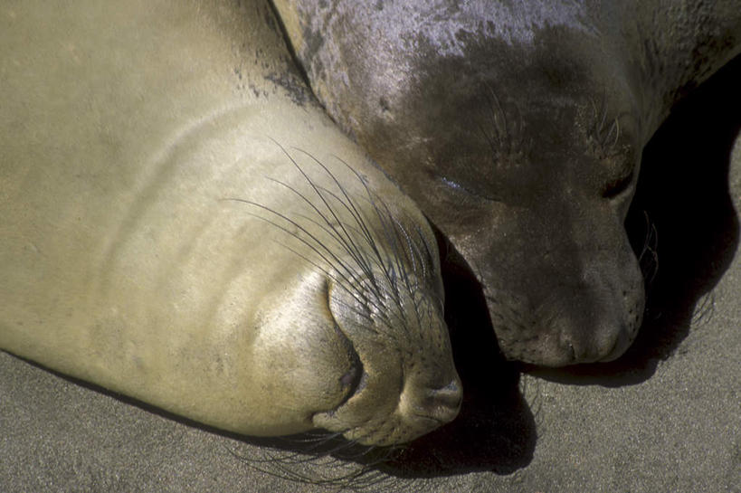 无人,躺,闭眼,睡,横图,俯视,室外,特写,白天,美景,哺乳动物,海豹,野生动物,阴影,光线,影子,景观,阳光,自然,动物,两只,景色,可爱,活泼,自然风光,象海豹,卧着,闭眼睛,闭着眼,闭着眼睛,困,困觉,寝息,睡觉,躺着,卧,半身,彩图,高角度拍摄