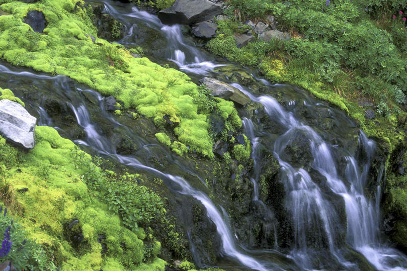 无人,公园,横图,室外,白天,正面,旅游,度假,河流,石头,美景,水,华盛顿,美国,石子,河水,景观,水流,青苔,苔藓,娱乐,小溪,自然,溪水,享受,休闲,景色,放松,北美,北美洲,国家公园,自然风光,美洲,华盛顿州,奥林匹克国家公园,首府,常绿之州,常青州,北亚美利加洲,亚美利加洲,奥林匹亚,奥林比亚,奥林佩亚,奥林匹克半岛,奥林匹亚国家公园,奥林比亚国家公园,奥林佩亚国家公园,涧,山涧,石块,溪涧,岩石,彩图