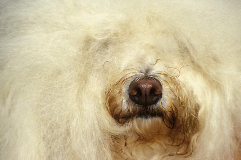 头,鼻子,无人,横图,室内,特写,白天,正面,宠物,狗,一只,白色,动物,可爱,牧羊犬,忠诚,古代牧羊犬,古牧,截尾犬,英国古代牧羊犬,头部,鼻,鼻孔,犬,半身,彩图