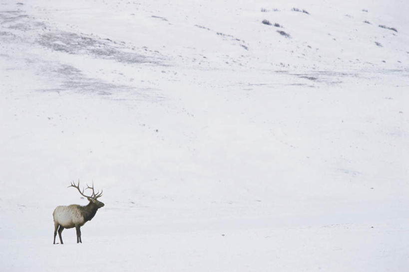 无人,站,横图,室外,白天,侧面,旅游,度假,美景,雪,大雪,哺乳动物,鹿,野生动物,美国,积雪,景观,雪景,冬季,冬天,注视,娱乐,一只,自然,动物,观察,看,站着,享受,休闲,景色,放松,寒冷,可爱,活泼,观看,察看,北美,北美洲,关注,自然风光,美洲,怀俄明州,怀俄明,北亚美利加洲,亚美利加洲,四不像,严寒,平等之州,大卫神父鹿,四不象,麋鹿,站立,彩图,全身