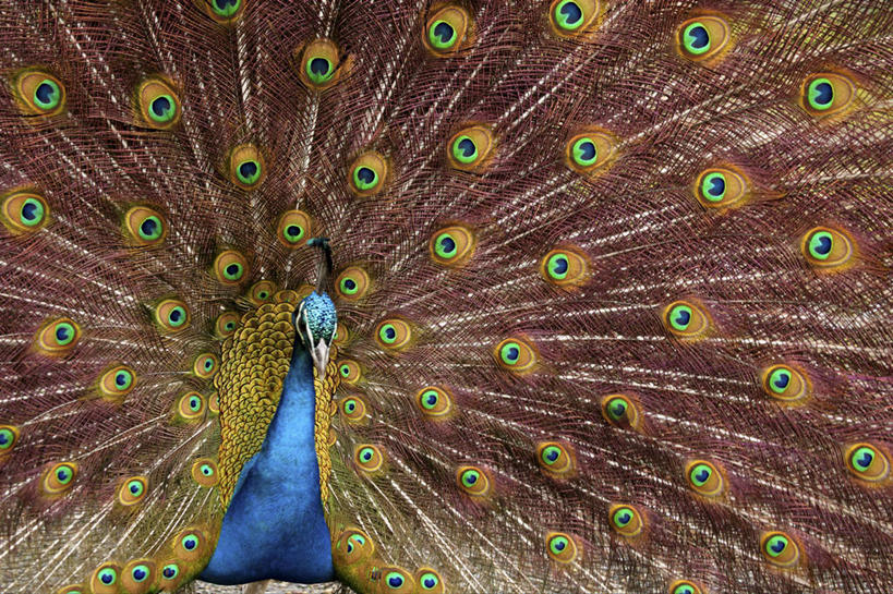 无人,站,横图,室外,白天,正面,美景,孔雀,鸟,野生动物,鲜艳,鸟类,景观,美丽,注视,漂亮,一只,蓝色,绿色,自然,动物,观察,看,站着,景色,可爱,活泼,观看,保护,吉祥,察看,优美,关注,自然风光,华贵,善良,防御,艳丽,孔雀开屏,越鸟,百鸟之王,示威,斑斓,瑰丽,娇艳,锦绣,奇丽,求偶,站立,半身,彩图