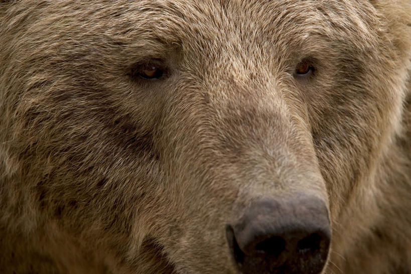 头,无人,横图,室外,特写,白天,正面,野生动物,熊,阴影,光线,影子,棕色,注视,一只,阳光,动物,观察,看,观看,察看,关注,凶猛,残暴,凶残,头部,棕熊,马熊,半身,彩图