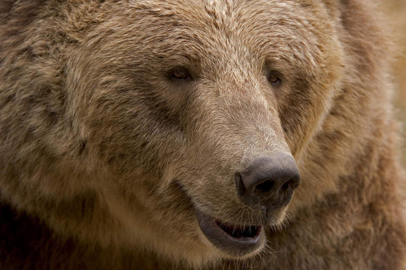 头,无人,横图,室外,特写,白天,正面,野生动物,熊,阴影,光线,影子,棕色,注视,一只,阳光,动物,观察,看,观看,察看,关注,凶猛,残暴,凶残,头部,棕熊,马熊,半身,彩图