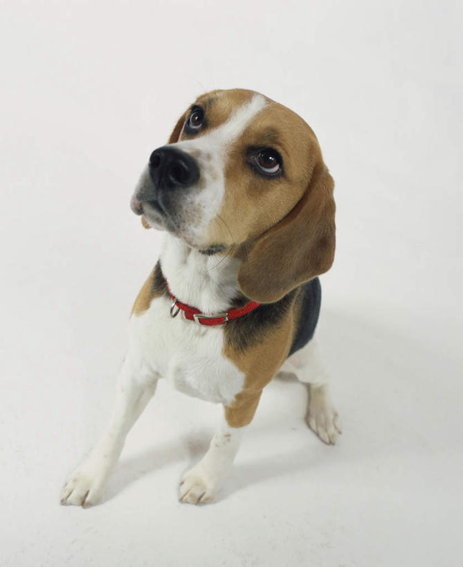 无人,坐,竖图,俯视,室内,白天,白色背景,宠物,狗,阴影,反射,影子,猎兔犬,注视,一只,动物,观察,看,可爱,摄影,比格犬,影棚,观看,察看,关注,忠诚,米格鲁猎兔犬,贝高狗,贝高犬,比格狗,猎兔狗,犬,抬头,仰头,坐着,彩图,高角度拍摄,全身,影棚拍摄,拍摄