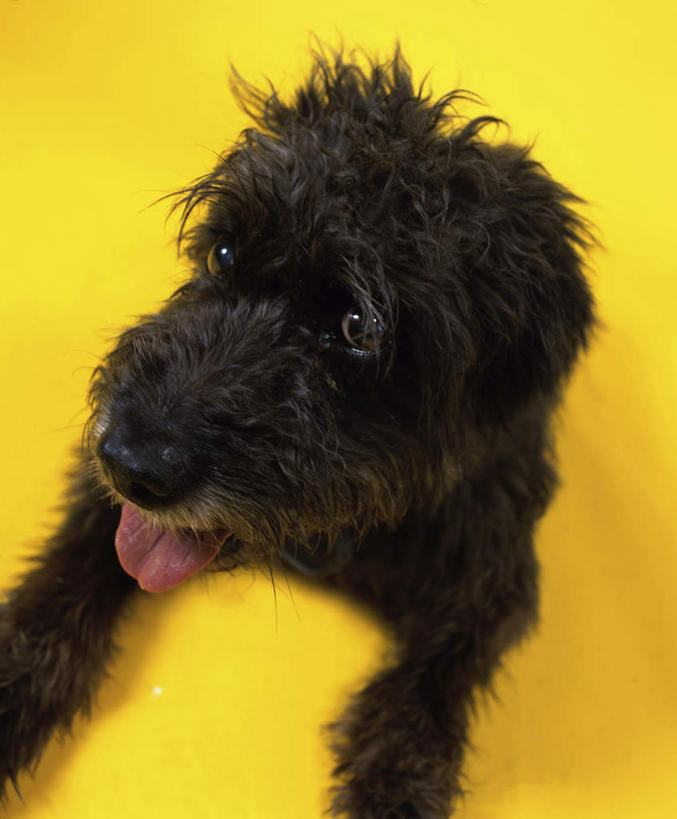 无人,坐,竖图,俯视,室内,白天,宠物,狗,阴影,黄色背景,反射,影子,梗犬,注视,苏格兰梗,亚伯丁梗,吐舌头,一只,黑色,动物,观察,看,伸舌头,吐舌,可爱,摄影,影棚,观看,察看,关注,忠诚,犬,坐着,半身,彩图,高角度拍摄,影棚拍摄,拍摄