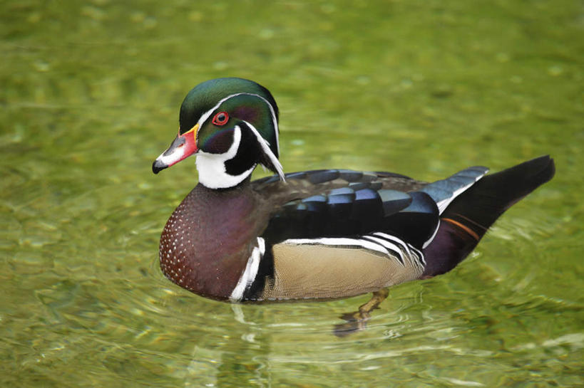 游泳,无人,横图,俯视,室外,白天,美景,鸟,鸳鸯,波纹,朦胧,模糊,鸟类,池塘,景观,水池,涟漪,注视,一只,水纹,自然,波浪,观察,看,景色,观看,察看,关注,自然风光,林鸳鸯,北美鸳鸯,水晕,泅水,树鸳鸯,拍浮,彩图,高角度拍摄,全身