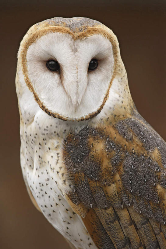 无人,站,竖图,室外,特写,白天,侧面,美景,猫头鹰,鸟,野生动物,朦胧,模糊,鸟类,景观,扭头,注视,一只,白色,自然,动物,观察,看,站着,转头,景色,观看,察看,谷仓猫头鹰,关注,自然风光,凶猛,残暴,凶残,鸮,枭,站立,彩图