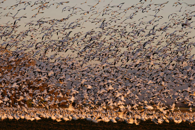 无人,横图,室外,白天,仰视,旅游,度假,美景,日落,鸟,一群,许多,飞翔,伸展,张开,展翅,飞行,翅膀,鸟类,景观,晚霞,霞光,落日,很多,背光,翱翔,娱乐,飞,自然,黄昏,享受,休闲,景色,彩霞,放松,迁徙,迁移,雪雁,自然风光,逆光,张开翅膀,雪鹅,夕照,展开翅膀,夕阳,半身,彩图,低角度拍摄,斜阳
