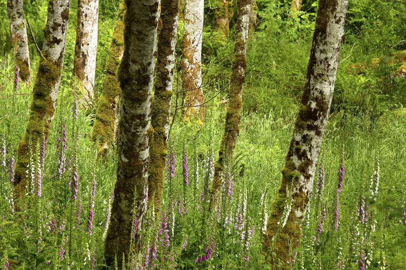 无人,横图,室外,白天,正面,旅游,度假,花海,花圃,美景,森林,树林,植物,叶子,华盛顿,美国,盛开,景观,花蕾,娱乐,花,花瓣,花朵,花卉,鲜花,树,树木,绿色,自然,花丛,花束,花田,花苞,花蕊,享受,休闲,景色,放松,生长,成长,北美,北美洲,毛地黄,自然风光,美洲,华盛顿州,指顶花,常绿之州,常青州,北亚美利加洲,亚美利加洲,心脏草,洋地黄,热爱,彩图