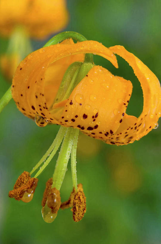 无人,竖图,室外,特写,白天,正面,花海,花圃,美景,水,植物,露水,叶子,朦胧,模糊,盛开,透明,液体,景观,水滴,草药,药草,花蕾,中药,水珠,花,花瓣,花朵,花卉,鲜花,两朵,绿色,自然,花丛,花束,花田,露珠,花苞,花蕊,橙色,景色,清热,生机,剔透,自然风光,药材,中草药,中药材,本草,灵动,安神,通明,虎皮百合,卷丹,药百合,倒垂莲,彩图,晶莹,清心,润肺