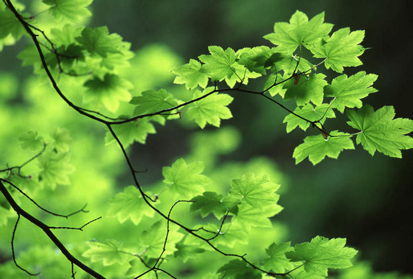 无人,横图,室外,特写,白天,正面,美景,植物,枫树,叶子,朦胧,模糊,纹理,景观,绿叶,枝条,树,树木,树枝,绿色,自然,嫩叶,景色,生长,成长,自然风光,肌理,槭树,糖枫,糖槭,糖槭树,虬枝,枝杈,叶,叶片,叶脉,彩图