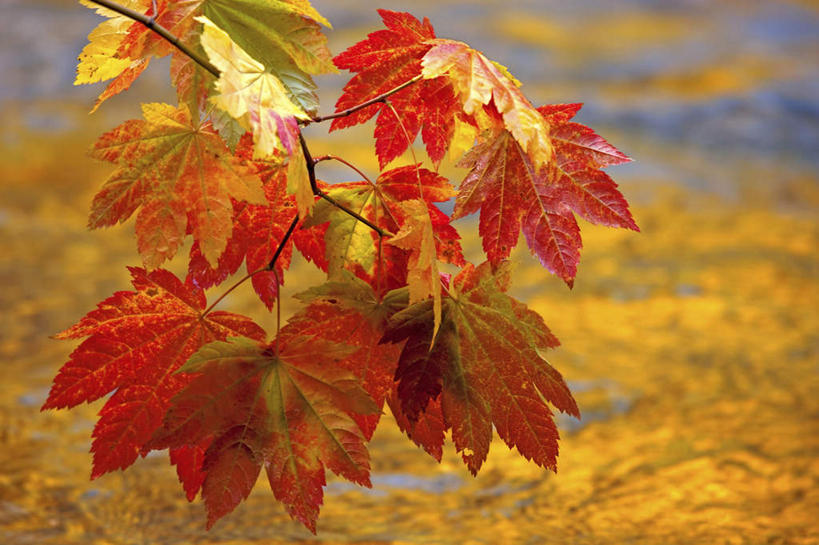 无人,公园,横图,俯视,室外,特写,白天,旅游,度假,河流,石头,美景,水,叶子,华盛顿,美国,朦胧,模糊,石子,河水,景观,水流,枫叶,枯叶,落叶,娱乐,黄色,红色,自然,享受,休闲,景色,放松,枫树叶,北美,北美洲,国家公园,自然风光,美洲,华盛顿州,奥林匹克国家公园,沉积岩,首府,常绿之州,常青州,北亚美利加洲,亚美利加洲,奥林匹亚,奥林比亚,奥林佩亚,奥林匹克半岛,奥林匹亚国家公园,奥林比亚国家公园,奥林佩亚国家公园,水成岩,叶,叶片,石块,岩石,彩图,高角度拍摄,葡萄槭,藤枫,藤槭