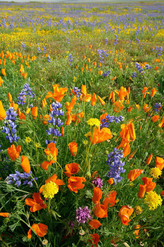 无人,竖图,室外,白天,正面,花海,花圃,美景,植物,罂粟,叶子,美国,朦胧,模糊,盛开,景观,羽扇豆,鲁冰花,草药,花蕾,中药,花,花瓣,花朵,花卉,鲜花,绿色,自然,花丛,花束,花田,花苞,花蕊,景色,母爱,毒品,北美,北美洲,加利福尼亚,自然风光,美洲,药材,中草药,白羽扇豆,加州,中药材,本草,加利福尼亚州,圣路易斯.奥比斯波,卡里索平原,金州,黄金州,止痛,镇静,安眠,北亚美利加洲,亚美利加洲,奉献,无私,圣路易斯奥比斯波,圣路易斯.奥比斯波县,苦涩,罂粟花,彩图