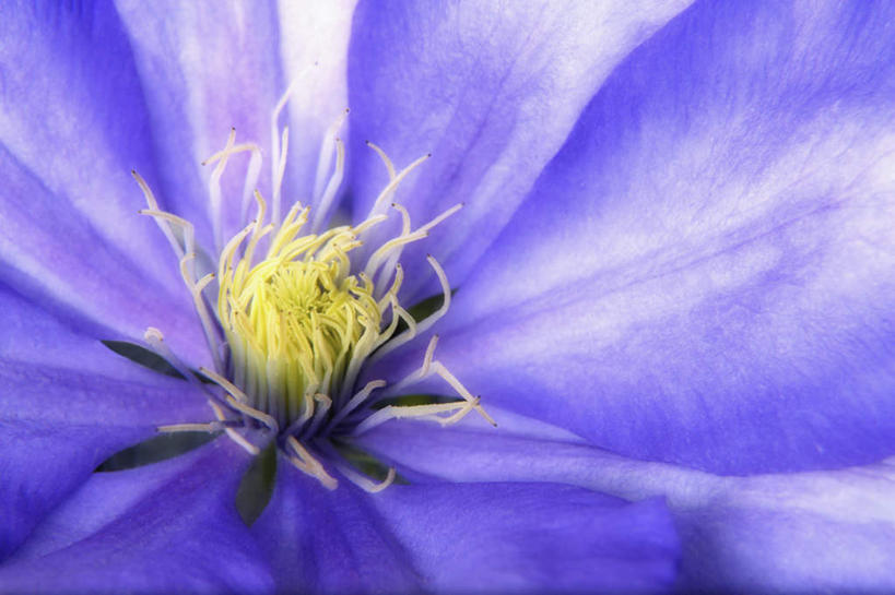 无人,横图,俯视,室内,特写,白天,神秘,一双,盛开,铁线莲,花蕾,花,花瓣,花朵,鲜花,紫色,花苞,花蕊,番莲,威灵仙,山木通,优美,庄重,高贵,消极,冷色,孤寂,彩图,高角度拍摄,奢华