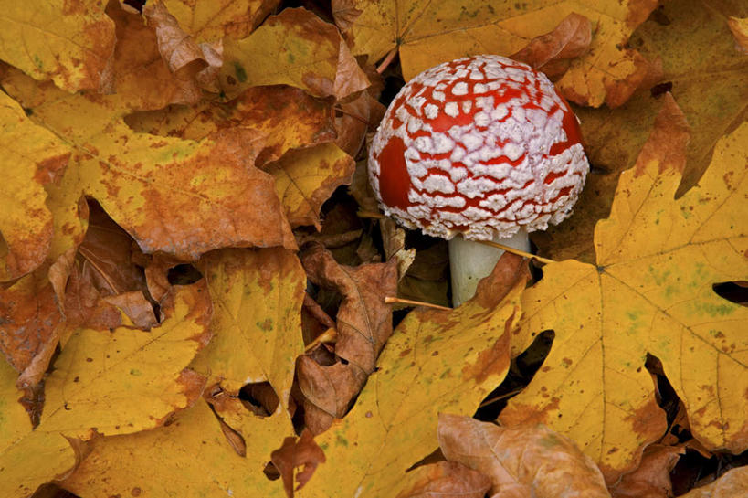 无人,横图,俯视,室外,特写,白天,秋季,叶子,许多,覆盖,圆点,斑点,菌菇,枫叶,枯叶,落叶,很多,菌类,一个,黄色,红色,单个,枫树叶,有毒,遮盖,毒蝇伞,毒蝇鹅膏菌,笼罩,笼盖,哈蟆菌,捕蝇菌,毒蝇菌,叶,叶片,秋,秋天,彩图,高角度拍摄