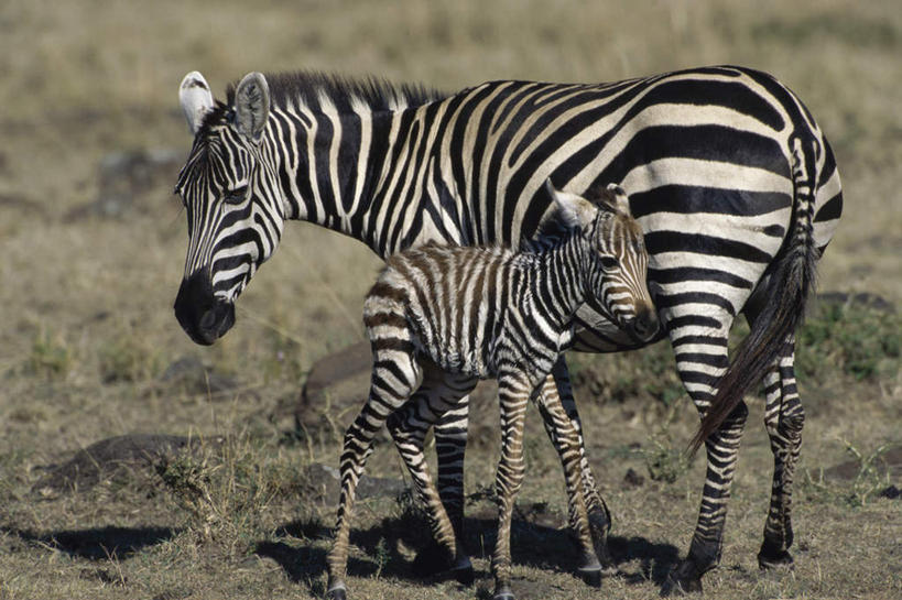 无人,家庭,站,横图,室外,白天,侧面,旅游,度假,美景,植物,斑马,马,野生动物,幼小,阴影,枯萎,朦胧,模糊,光线,影子,景观,枯草,注视,娱乐,草,黄色,阳光,自然,动物,观察,看,靠,靠着,站着,享受,休闲,温暖,温馨,一家人,景色,放松,可爱,牲畜,活泼,观看,和睦,察看,两匹,关注,自然风光,站立,彩图,全身,融洽