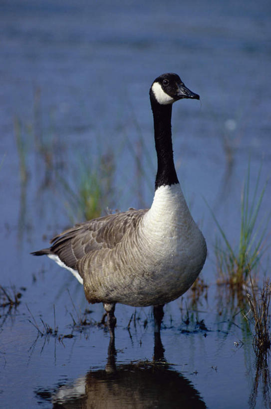 无人,站,竖图,室外,白天,正面,旅游,度假,湖,湖泊,美景,水,鹅,鸟,阴影,波纹,朦胧,模糊,光线,鸟类,水鸟,影子,湖面,景观,水流,水面,涟漪,注视,娱乐,一只,倒影,水纹,阳光,自然,波浪,湖水,观察,看,站着,享受,休闲,景色,放松,观看,察看,倒映,关注,自然风光,加拿大鹅,水晕,反照,站立,彩图,全身