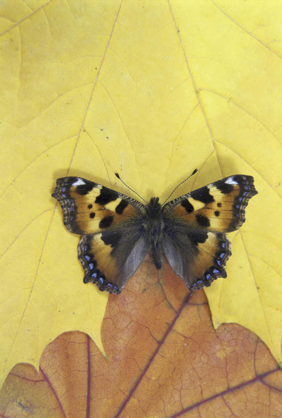 无人,竖图,室外,特写,白天,正面,美景,植物,蝴蝶,叶子,伸展,张开,展翅,阴影,光线,翅膀,昆虫,纹理,影子,景观,绿叶,一只,绿色,阳光,自然,动物,嫩叶,景色,蛱蝶,自然风光,益虫,张开翅膀,肌理,四足蝶,展开翅膀,叶,叶片,叶脉,彩图,全身