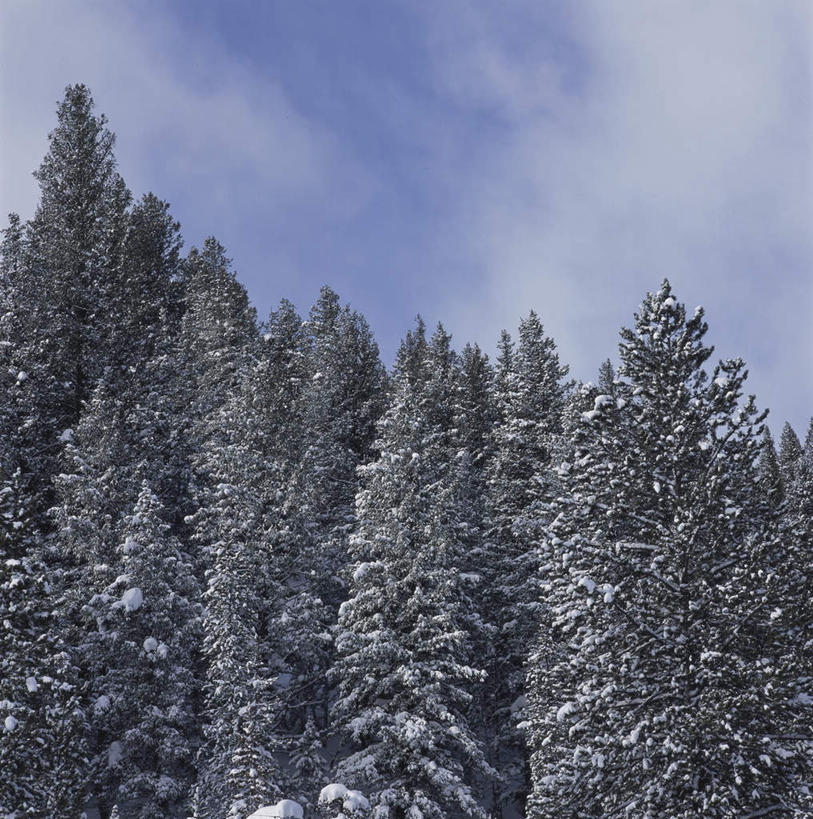 无人,竖图,室外,白天,仰视,旅游,度假,美景,树林,植物,城市,美国,阴影,光线,影子,景观,云,云朵,云彩,娱乐,树,树木,蓝色,绿色,白云,蓝天,天空,阳光,自然,天,享受,休闲,景色,放松,生长,晴朗,成长,北美,北美洲,自然风光,美洲,爱达荷州,北亚美利加洲,亚美利加洲,爱达荷,爱达华州,宝石之州,宝石州,太阳谷,森瓦利,谷峰会,晴空,彩图,低角度拍摄