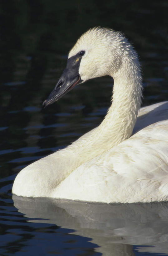 游泳,无人,竖图,室外,特写,白天,侧面,湖,湖泊,美景,水,鸟,野生动物,天鹅,阴影,波纹,光线,鸟类,影子,湖面,景观,水流,水面,涟漪,注视,一只,白色,倒影,水纹,阳光,自然,动物,波浪,湖水,观察,看,景色,可爱,观看,察看,倒映,关注,自然风光,水晕,泅水,黑嘴天鹅,反照,拍浮,鹄,半身,彩图