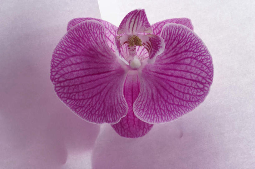 无人,横图,俯视,室内,特写,白天,阴影,盛开,反射,影子,花蕾,花,花瓣,花朵,鲜花,一朵,粉色,花苞,花蕊,高雅,淡泊,花中君子,兰花,彩图,高角度拍摄