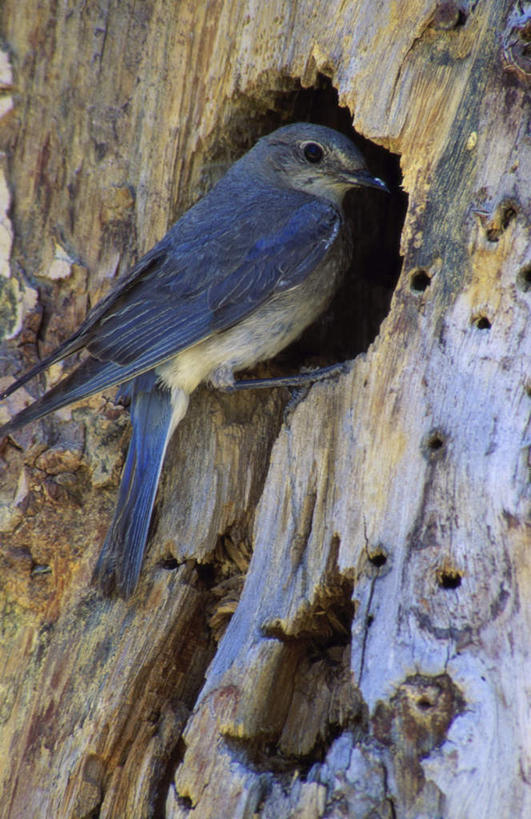 无人,站,竖图,室外,白天,侧面,旅游,度假,美景,鸟,阴影,光线,鸟类,知更鸟,影子,洞,景观,树桩,注视,娱乐,树,树干,一只,蓝色,阳光,自然,观察,看,站着,享受,休闲,木桩,景色,放松,洞穴,观看,察看,关注,自然风光,穴,红襟鸟,欧亚鸲,知更雀,罗宾鸟,蓝知更鸟,站立,彩图,全身