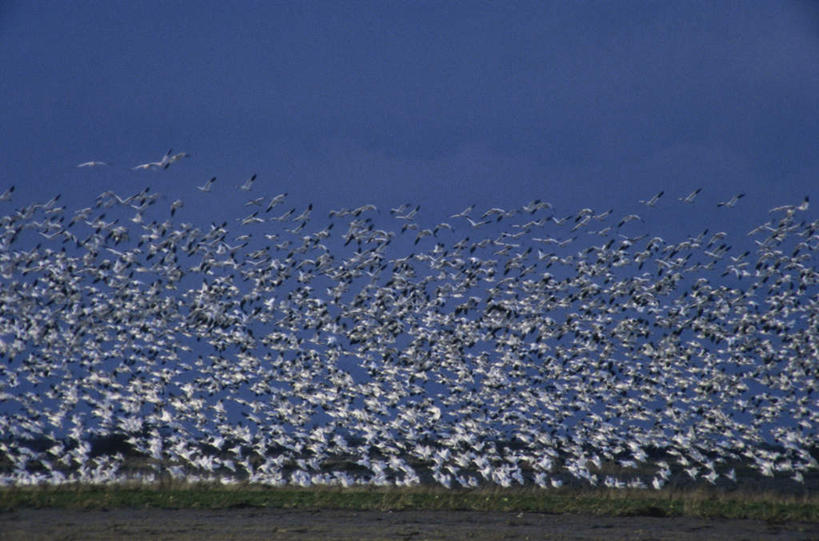 无人,横图,室外,白天,正面,旅游,度假,草地,草坪,美景,植物,鸟,飞翔,伸展,张开,展翅,阴影,飞行,光线,翅膀,鸟类,影子,景观,翱翔,注视,娱乐,飞,草,蓝色,绿色,蓝天,天空,阳光,自然,天,观察,看,享受,休闲,景色,放松,晴朗,观看,察看,雪雁,关注,自然风光,张开翅膀,万里无云,雪鹅,展开翅膀,晴空,晴空万里,半身,彩图