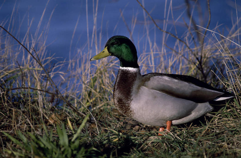 无人,站,横图,室外,白天,侧面,草地,草坪,河流,美景,水,植物,鸟,阴影,朦胧,模糊,光线,鸟类,鸭,鸭子,影子,河水,景观,水流,注视,家禽,草,一只,绿色,阳光,自然,动物,观察,看,站着,景色,牲畜,观看,察看,关注,自然风光,绿头鸭,大红腿鸭,大绿头,大麻鸭,对鸭,官鸭,站立,彩图,全身