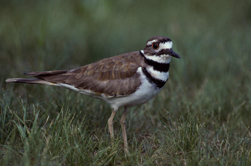 无人,站,横图,室外,特写,白天,侧面,草地,草坪,美景,植物,鸟,阴影,朦胧,模糊,光线,鸟类,影子,景观,注视,草,一只,绿色,阳光,自然,观察,看,站着,景色,观看,察看,关注,自然风光,鸻,双领鸻,站立,彩图,全身