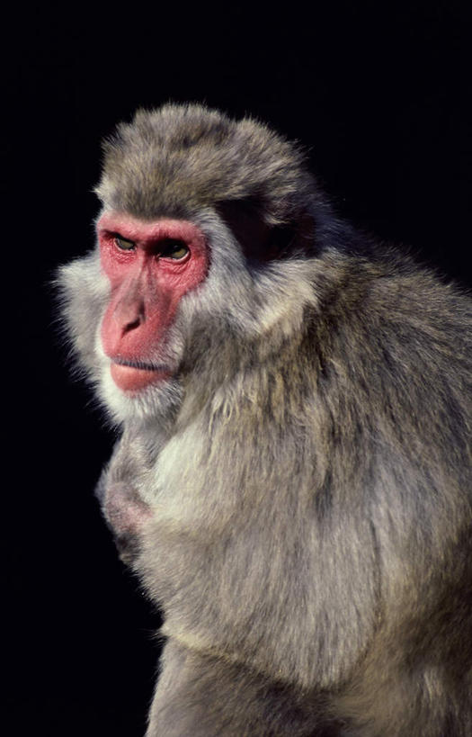 头,无人,竖图,室内,特写,白天,正面,哺乳动物,猴,金丝猴,野生动物,猴子,阴影,黑色背景,反射,影子,注视,一只,动物,观察,看,可爱,摄影,活泼,影棚,观看,察看,关注,滇金丝猴,黑金丝猴,雪猴,头部,仰鼻猴,半身,彩图,影棚拍摄,拍摄